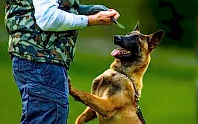 İleri İtaat Eğitimi