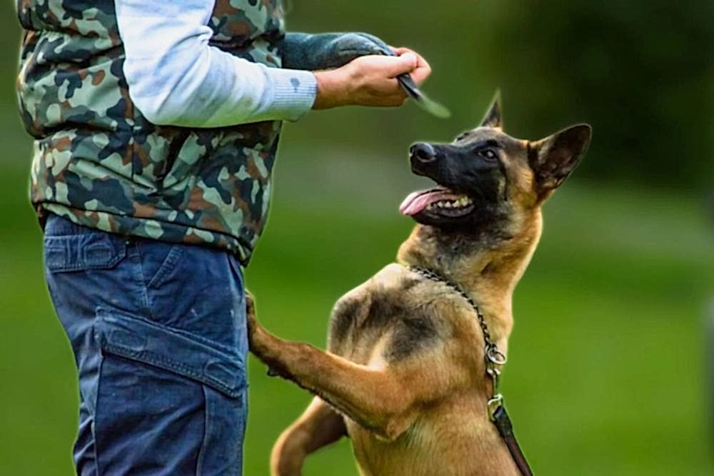 kopek-ileri-itaat-egitimi