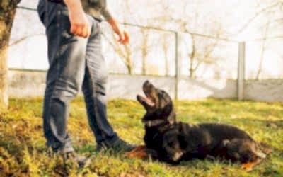 Temel İtaat Eğitimi