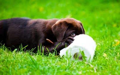 Köpek Tuvalet Eğitimi